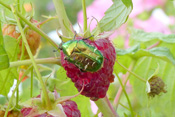 Goldglänzende Rosenkäfer sind seltene Individuen in der Wetterau und genießen besonderen Schutz.