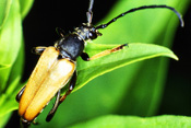 Rothalsböcke sind sehr variabel gefärbte Käfer des Waldes.