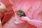 Trauerrosenkäfer werden nur selten angetroffen.