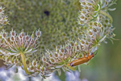 Ein Roter Weichkäfer jagd auf einer Blüte der Wilden Möhre nach Kleininsekten.