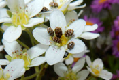 Wollkrautblütenkäfer werden nur wenige Millimeter groß. Sie ernähren sich von Nektar und Pollen.