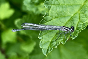 Fledermaus-Azurjungfern erreichen Flügelspannweiten von 4 bis 5 cm.