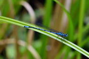 Die kleine Azurjungfer verdankt ihren Namen von ihrer hauptsächlichen Körperfarbe, dem Azur-Blau.