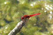 Die Feuerlibelle hat sich inzwischen weit verbreitet. In der Wetterau kann man sie beispielsweise am Pfaffensee antreffen.