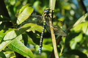 Die blaugrüne Mosaikjungfer ist eine häufig vorkommende Großlibelle der Wetterau.