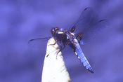 Männliche Libellen der Art weisen einen leuchtend blau gefärbten, platten Bauch auf.