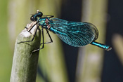 Blauflügel-Prachtlibellen leben meist an sauberen, kühlen und schnellfließenden Gewässern vor.