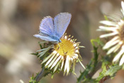 Ein männlicher Hauhechel-Bläuling besucht die Blüte der Golddistel.