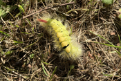 Die Raupen des Nachtfalters ernähren sich von zahlreichen Baumarten.