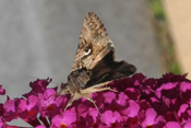 Gammaeulen sind tag- und nachtaktive Falter. Hier besucht eine Gammaeule die geöffnete Blüte einer Nachtkerze.