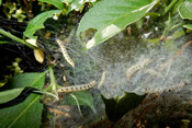 Pfaffenhütchen-Gespinstmottenraupen haben den gewöhnlichen Spindelstrauch, auch Pfaffenhütchen genannt, befallen.