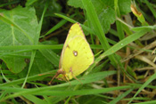 Zwei umrandete wiße Flecke auf der Flügel-Unterseite der Goldenen Acht, haben dem SChmetterling zu seinem Namen verholfen.