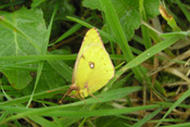 Zwei umrandete wiße Flecke auf der Flügel-Unterseite der Goldenen Acht, haben dem SChmetterling zu seinem Namen verholfen.