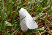 Ein Graubärweibchen versteckt sich im Gras.