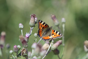 Ein 'Kleiner Fuchs' saugt Necktar aus einer Blüte.