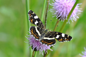 Ein Landkärtchen der zweiten Generation auf der Blüte einer Acker-Witwenblume.