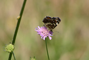 Acker-Witwenblumen werden häufig vom Landkärtchen besucht.