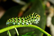 Die Schwalbenschwanz-Raupe ist wie auch der fertig entwickelte Schmetterling, recht farbenfroh. Der Schwalbenschwanz ist ein markanter Schmetterling in der Wetterau.