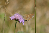 Ein brauner Waldvogel sitzt auf einer Acker-Witwenblume nahe Ddauernheim.