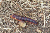 Weidenbohrer-Raupen gehören zu den größten Raupen in der Wetterau. Sie werden fingerdick und bis zu 10 cm lang.