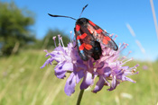 Ein Gemeines Widderchen auf einer Acker-Witwenblume nahe Ulfa in der Wetterau.