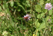 Hier ein Veränderlichen Widderchen mit orangefarbenen Punkten auf den Vorderflügeln.