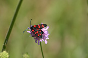 Auch das Veränderliche Widderchen liebt den Necktar der Acker-Witwenblume.