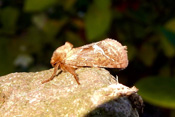 Ampfer-Wurzelbohrer fliegen zwischen Juli und September in der Wetterau.