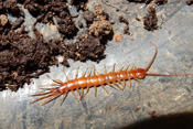 Sonstige Insekten der Wetterau.