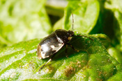 Pflanzensäfte der Lippenblütler gehören zum Ernährungssprktrum der Schwarznesselwanzen.