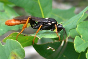 Die Larven der Schlupfwespe ernähren sich parasitär in Wirtstieren.