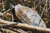 Die hier vorkommenden >Rotwangen Schmuckschildkröten wurden als ehemalige Aquarientiere in die wildbahn ausgesetzt und verdrängen die heimischen Sumpfschildkröten.