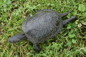 Die Sumpfschildkröte soll in der Wetterauer Natur wieder heimisch werden.