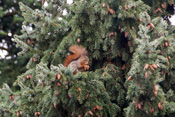 In den Wäldern und Parks der Wetterau lebt das Eichhörnchen.