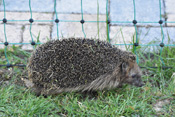 Igel kann man oft in der Wetterau antreffen. Bei Gefahr rollen sie sich ein.