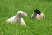 Viele Schafrassen werden als landwirtschaftliche Nutztiere gezüchtet.