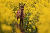 Zwei mal im Jahr wechseln die Rehe ihr Fell.