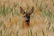 Rehe können in der ganzen Wetterau angetroffen werden.