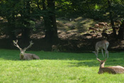 Ganz aus der Nähe kann man das Rotwild im Wildpark Büdingen beobachten.