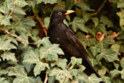 Die Amsel hat sich in der Wetterau erst im 19. Jahrhundert als Kulturfolger in der Nähe der Menschen etabliert.