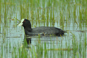 Blässhühner sind Rallenvögel und an vielen Gewässern der Wetterau heimisch.