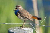 Ein Blaukehlchen singt auf eimem Weidezaunpfosten im Bingenheimer Ried.