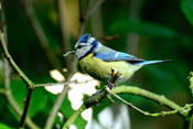 Blaumeisen sind im Winter häufige Gäste der Futterhäuschen, die ihnen die Menschen der Wetterau aufgestellt haben.