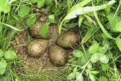 Im Bild eines der letzten Brachvogel-Gelege der Wetterau.