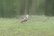 Nach erfolgloser Mäusejagd sitzt ein Bussard auf der Seewiese in Friedberg.