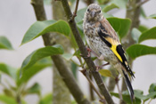 Junge Distelfinken können schon zwei Wochen nach dem Schlupf ihr Nest verlassen.