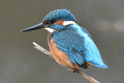 An den meisten Wetterauer Gewässern mit ausreichendem Kleinfischbestand trift man die schnellen, metallisch blau schimmernden Eisvögel an.