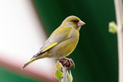 Grünfinke sind häufige Vögel der Wetterau.