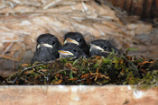 Vier Junge des Hausrotschwanzes sitzen in ihrem Nest und warten auf Nahrung.