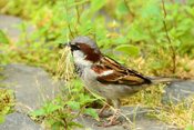 In der Wetterau nennen die Leute den Haussperling einfach Spatz.